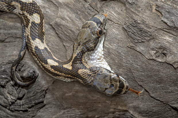 Двуглавая змея в фотографиях Jason Talbott