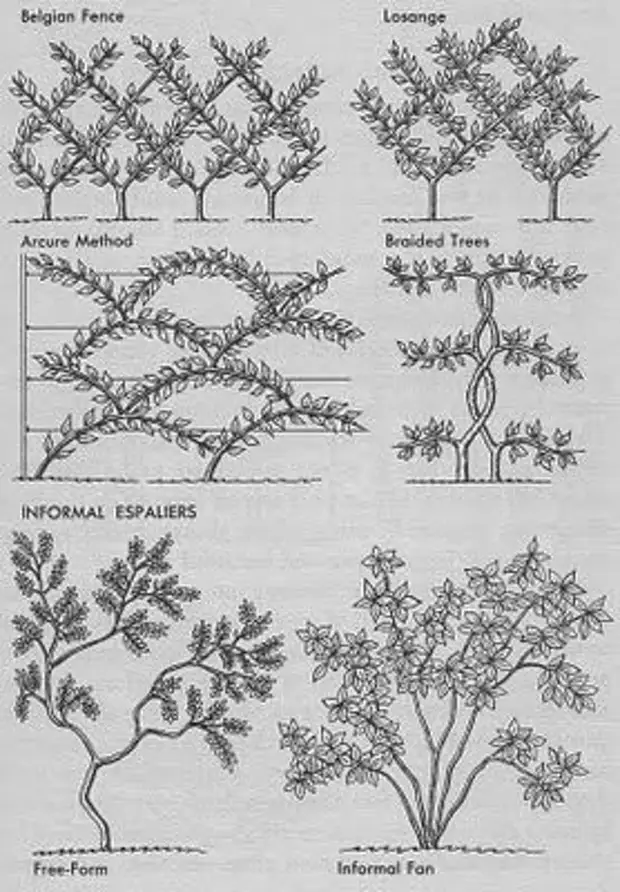 Формирование деревьев. Формирование сада плодовых деревьев и кустарников. Схема формирования декоративных кустарников. Схемы шпалерных деревьев. Группы из плодовых деревьев и кустарников схема.