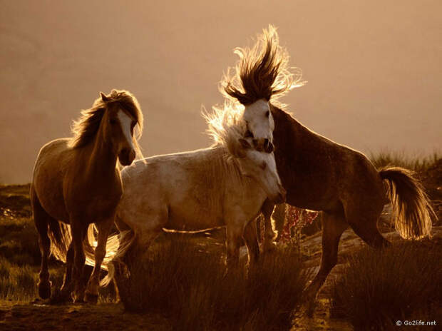 25 лучших фотографий National Geographic. Часть 2