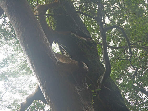 Япония, Якусима, остров, якушима, yakushima, лес, yakusugi land, кедр, мох, камни, поход, зеленый, дерево, Himeshara, Stewartia monadelpha, Стюартия однобратственная, эндемик, дерево