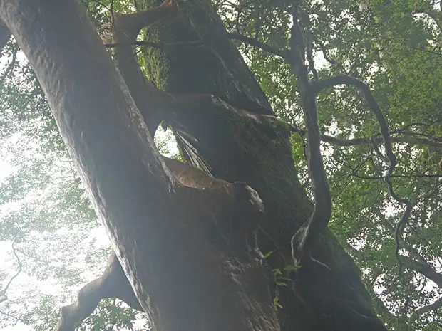 , , , , yakushima, , yakusugi land, , , , , , , Himeshara, Stewartia monadelpha,  , , 