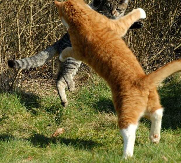 cat_flying_fight_10