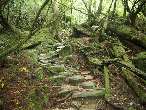Япония, Якусима, остров, якушима, yakushima, лес, yakusugi land, кедр, мох, камни, поход, зеленый, дерево, тропинка