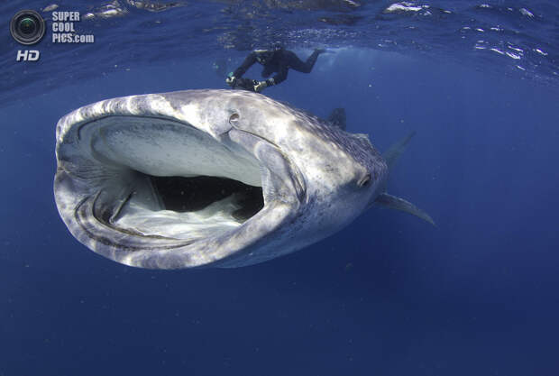 Категория: Sharks. 1 место. (Petteri Viljakainen/UnderwaterPhotography.com)