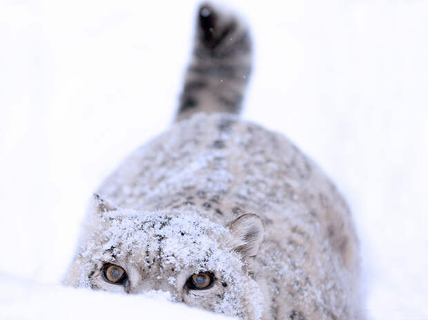 Россия в лучших фотографиях клуба National Geographic