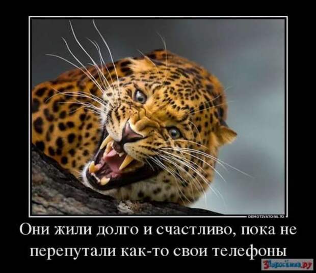 Прикольные демотиваторы с надписями. Подборка chert-poberi-dem-chert-poberi-dem-23300901072020-5 картинка chert-poberi-dem-23300901072020-5
