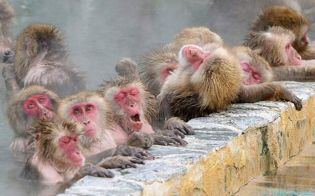Японские макаки принимают спа-процедуры в горячих источниках в городе Хакодате, северная префектура Хоккайдо, Япония.