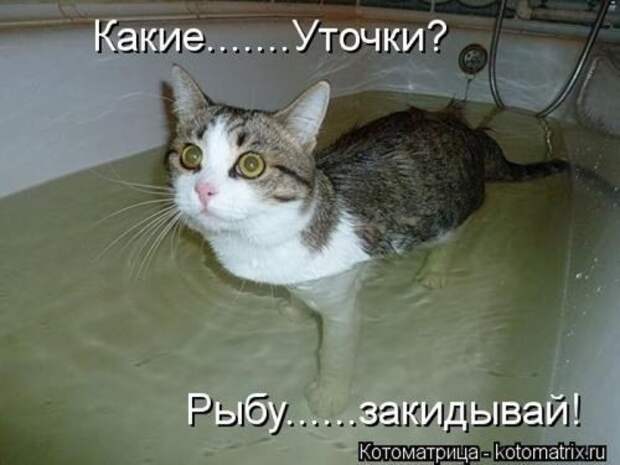 Новые юморные котоматрицы (27 шт) Новые юморные котоматрицы (27 шт)