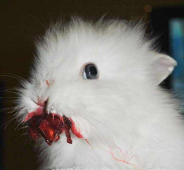 13. Кролик ест черешню животные, кролик, милота