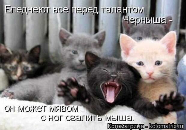 Лучшие котоматрицы недели