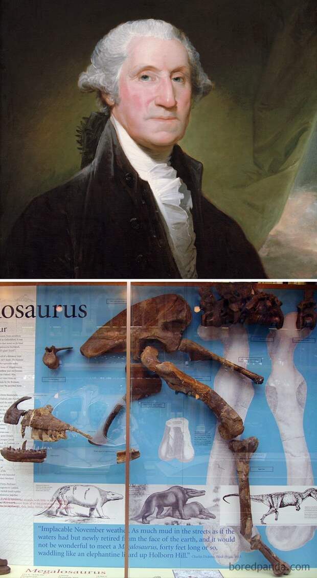 5. Джордж Вашингтон умер в 1799 году. Первые останки динозавров были обнаружены в 1824 году. Джордж Вашингтон не знал, что существуют динозавры интересное, исторические факты, история, познавательно, сша, факты, факты в картинках