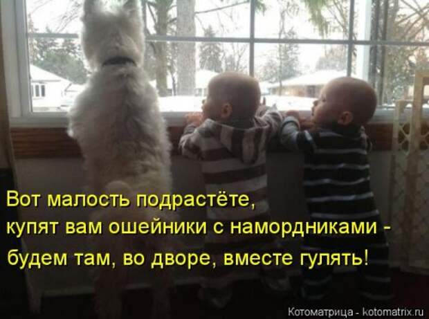 Новая котоматрица (32 фото)
