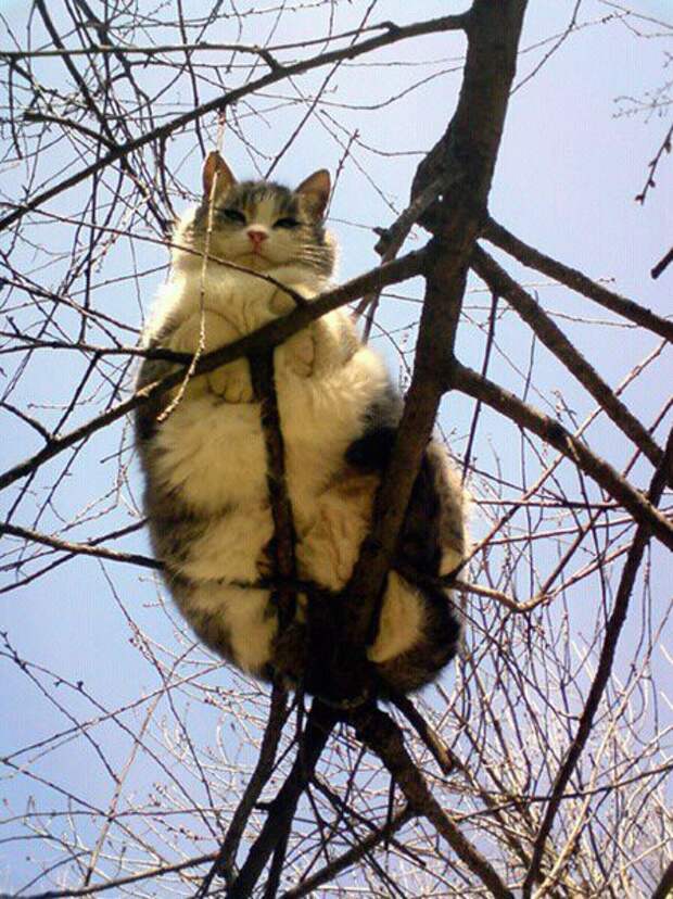 2. Кажется, сейчас веточка сломается... животные, коты, милота, огромные коты