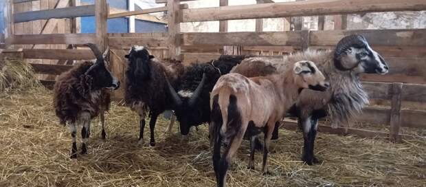 Два ягненка камерунской овцы родились в Московском зоопарке в Великом Устюге