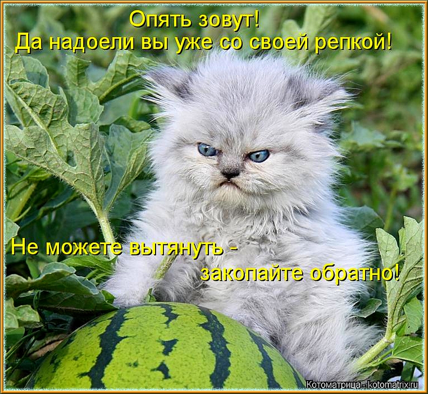 ВЫРОСЛА  РЕПКА... БООЛЬШАЯ - ПРИБОЛЬШААЯ!...