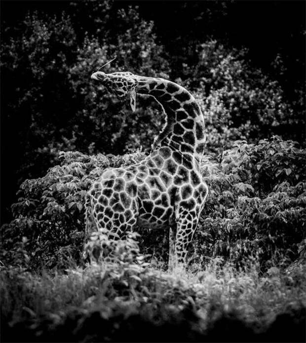 Дикая Африка в фотографиях Лорана Бау дикая природа, животные, фотографии