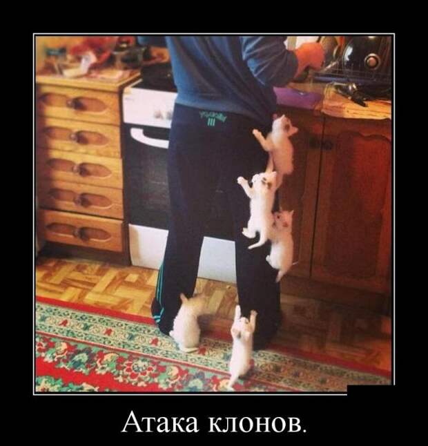 Демотиваторы (30 фото) Демотиваторы (30 фото)