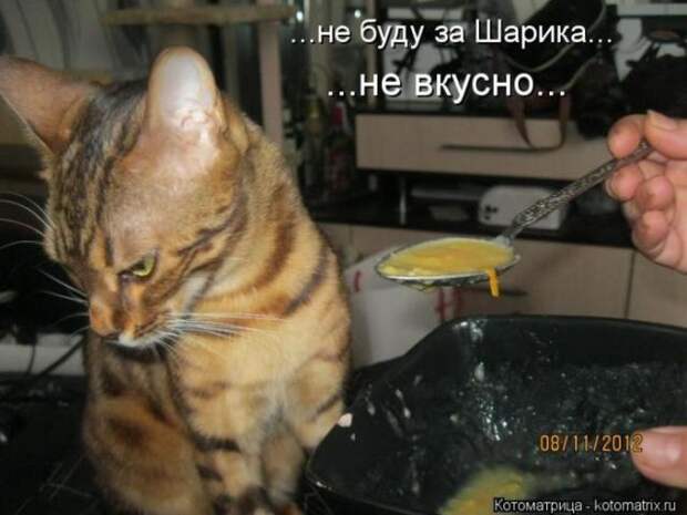 котоматрицы (50 фото) котоматрицы (50 фото)