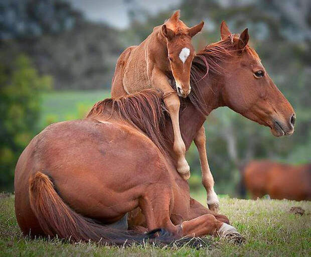 животное с детенышем 