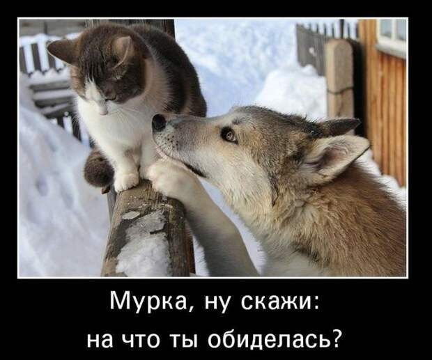 Пятничная подборка демотиваторов  демотиватор, юмор