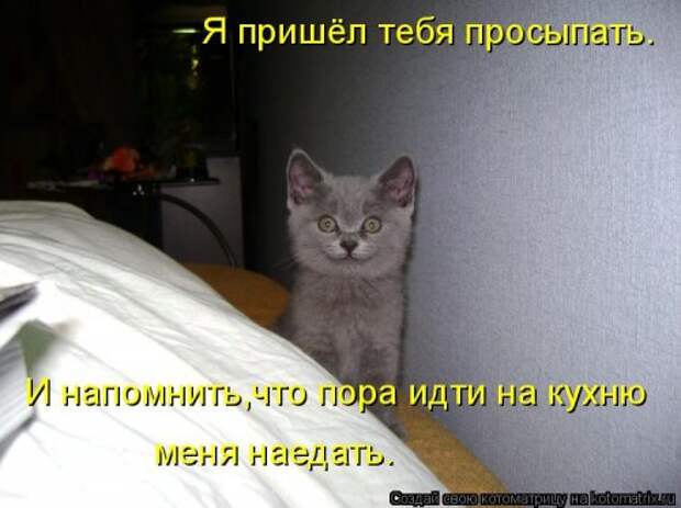 Новая котоматрица на Бугаге (33 фото)