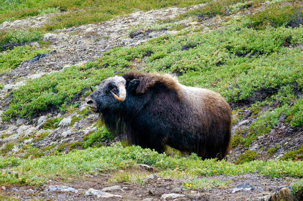 Musk Ox on the Trail Arctic Circle Trail Musk Ox
