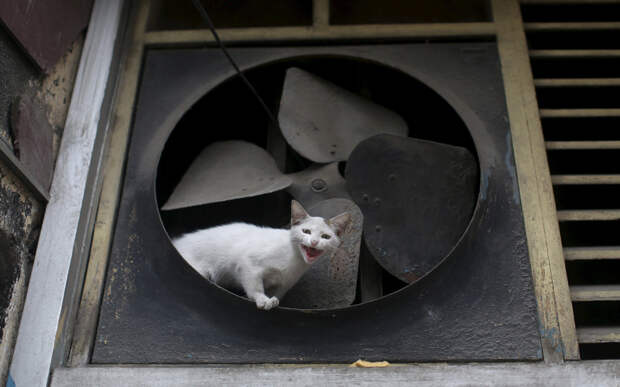 Кошка