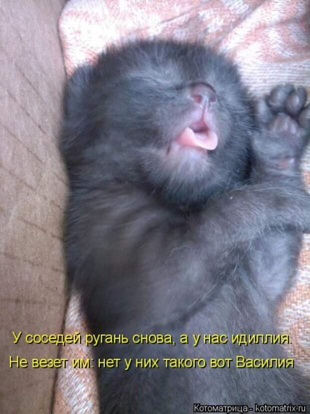 Лучшие котоматрицы недели