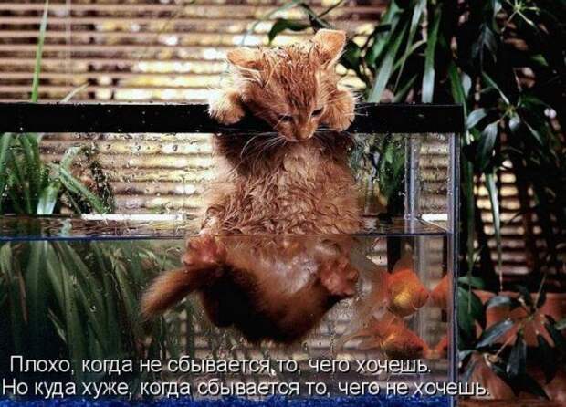 Котоматрица 14