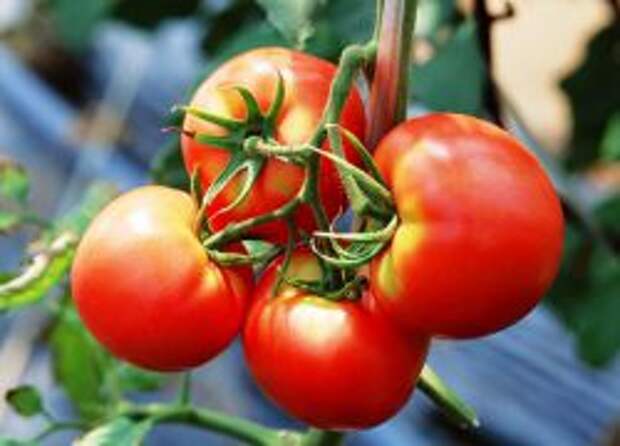 как поливать помидоры в теплице из поликарбоната