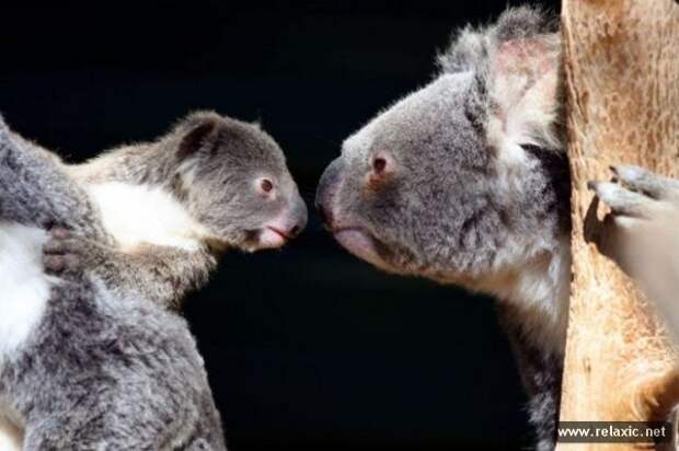 funny_animals_047