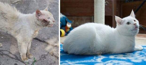 Подборка фотографий спасенных кошек животные, коты