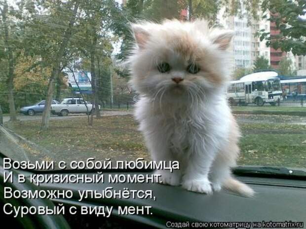 Котоматрица новые за неделю.