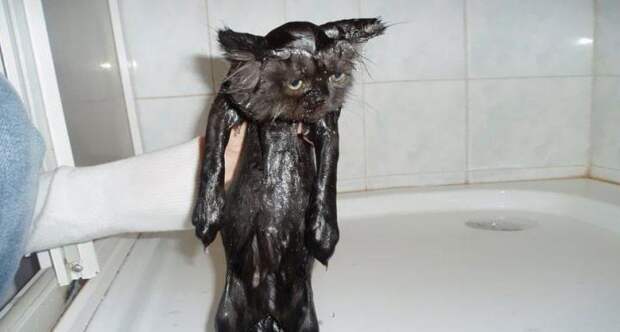 кошки купаются 21