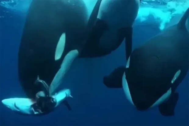 Три косатки растерзали акулу