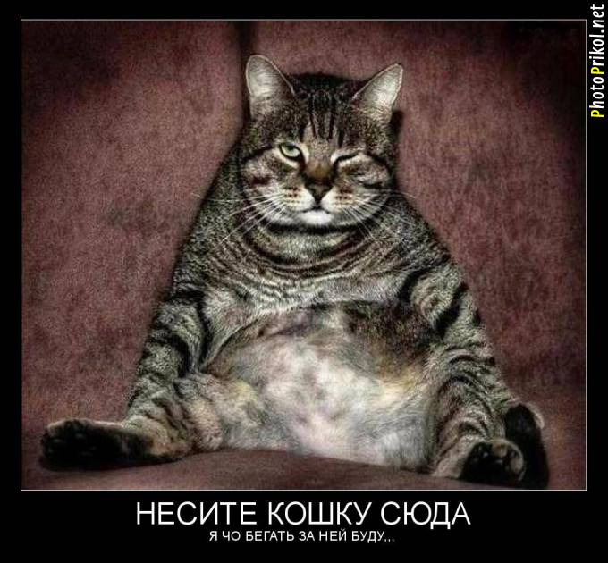 Смешные и прикольные демотиваторы (34 демотиватора) Смешные и прикольные демотиваторы (34 демотиватора)