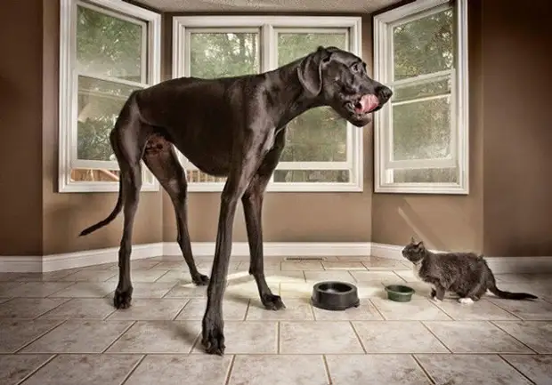 47. Зевс - самая высокая собака в мире размер, собака