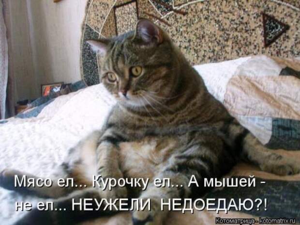 Котоматрицы(картинки с надписями)