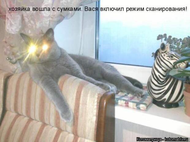 Котоматрицы (картинки с надписями)