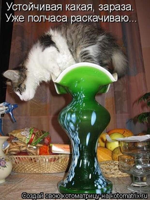 Свежая котоматрица (35 фото)