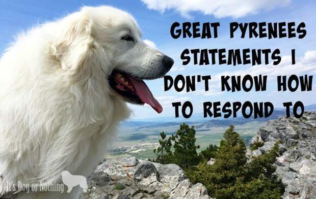 I absolutely love talking about Great Pyrenees, but sometimes people make comments I really don't know how to respond to.