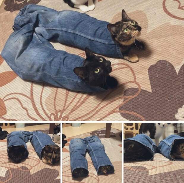 kartinok-veselyh-interesnyh-kartinki-smeshnye-kartinki-fotoprikoly kartinok-veselyh-interesnyh-kartinki-smeshnye-kartinki-fotoprikoly