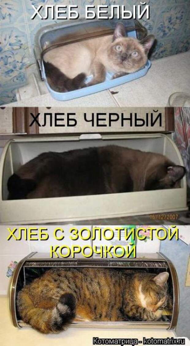 Без кота жизнь не та (36 фото)