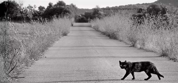 Так ли страшен черный кот, как его малюют – истоки народных примет и нужно ли им следовать?