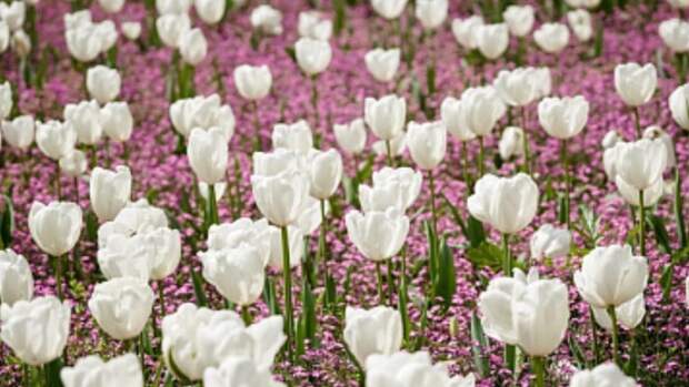 Более полумиллиона цветов украсят Сочи в начале курортного сезона