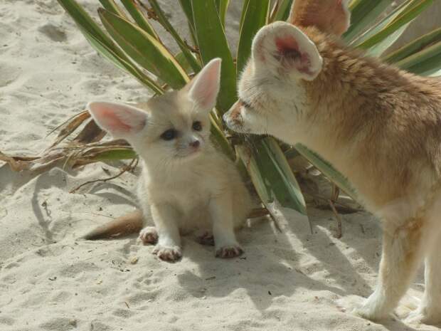 Фенек с детенышем. Фото / fennec fox photo 
