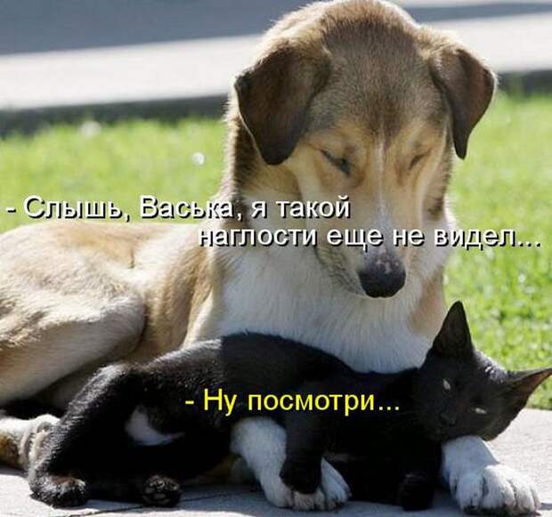 животные