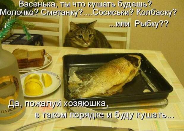Котоматрица 12