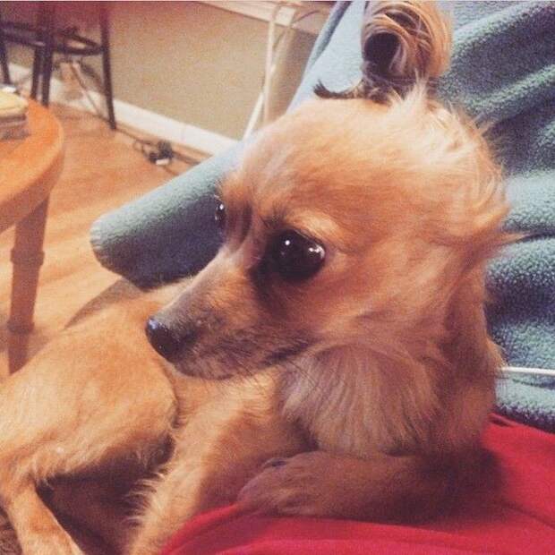 Собаки с гульками,  #DogBun