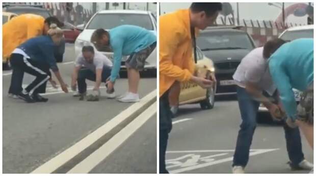 Москвичи перекрыли шоссе ради утят ynews, авто, животные, интересное, москва, уточка, фото